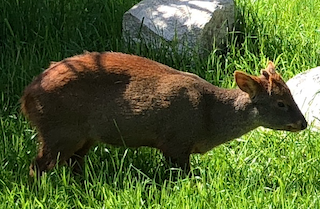 Picture of a pudu deer.